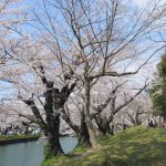 鶴岡公園桜まつり